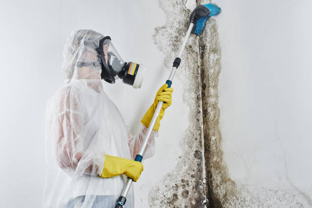 Why You Should Choose Our Mold Remediation Services in Dawson, TX